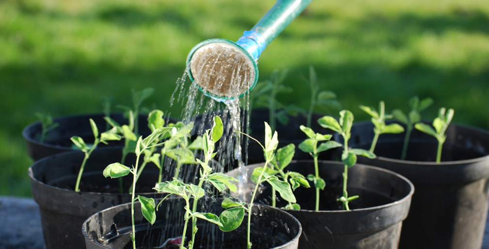 Watering Sweatpea Seedlings